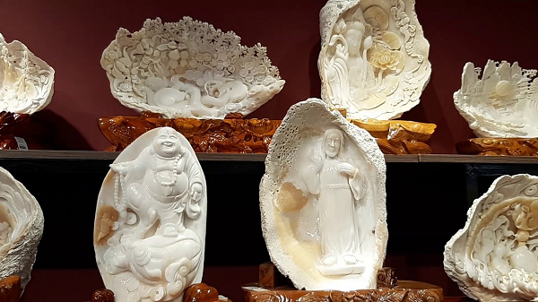 Theo chuyên gia, cục đá này là vỏ của 1 loài sinh vật biển có tên gọi là Tridacna, hay còn là trai tai tượng. Trai tai tượng là loài trai lớn nhất trong ngành thân mềm. Loài trai tai tượng này có chiều dài vỏ lên 30 cm. Chúng sống ở vùng nước cạn trên rạn san hô.