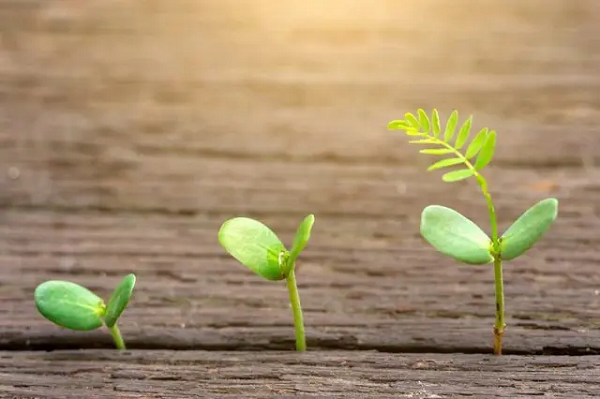 Thời gian tốt nhất để trồng cây là vào 20 năm trước, thời gian tốt thứ hai là ngay bây giờ.