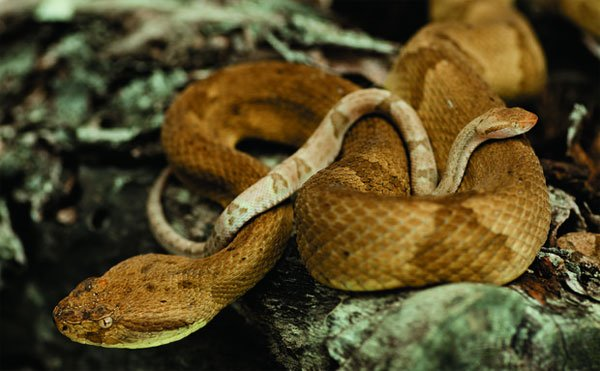  Rắn hổ lục đầu giáo vàng óng (golden lancehead viper) chỉ được tìm thấy ở hòn đảo Ilha de Queimada - còn gọi là Đảo Rắn - cách bờ biển Sao Paolo (Brazil) 32km.