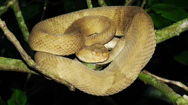 Tỷ lệ tử vong nếu bị rắn hổ lục đầu giáo vàng cắn là 7% nếu không được điều trị và 3% nếu được điều trị kịp thời. Khi bị rắn hổ lục đầu giáo vàng óng cắn, nạn nhân sẽ gặp một loạt các triệu chứng đáng sợ.