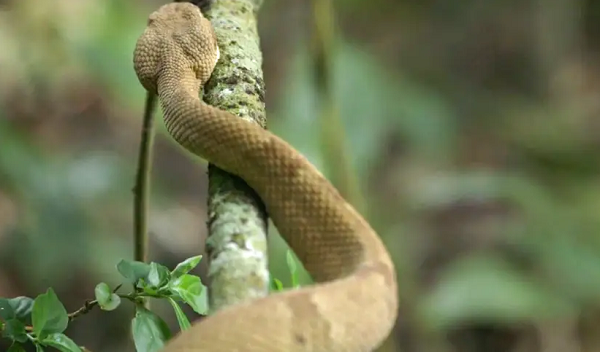 Trong nhiều năm qua, chỉ duy nhất 1 người gác đèn sinh sống trên đảo. Hải quân Brazil ban lệnh cấm mọi công dân nước này tới hòn đảo vì lo sợ rắn tấn công. Chỉ có duy nhất một số nhà khoa học được phép lên đảo để phục vụ cho mục đích nghiên cứu.