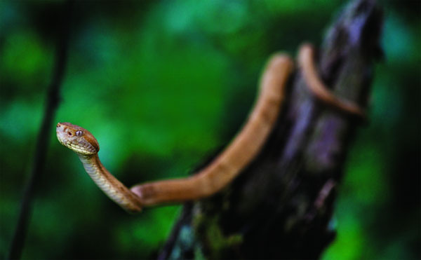 Theo thống kê ở Đảo Rắn, cứ 1m2 có tới 5 con rắn hổ lục đầu vàng. Nhưng dù số lượng rắn có ít hơn thì bạn cũng khó tránh khỏi cái chết khi đi quá 3 bước chân. Lí do tại sao loài rắn này trở nên nguy hiểm đến như vậy hiện vẫn còn là một bí ẩn.