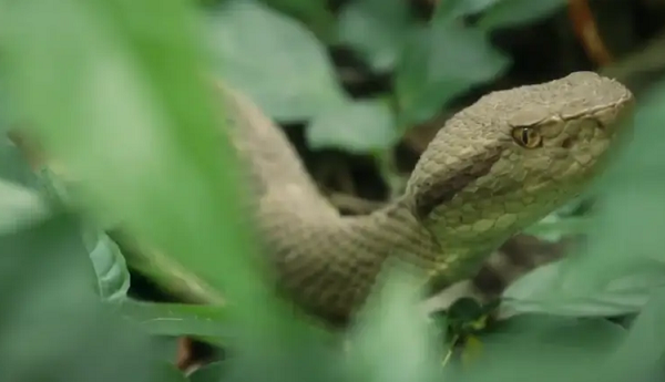 Mặc dù hòn đảo này bị cấm lại gần, song có rất nhiều câu chuyện đồn thổi xung quanh đó. Tương truyền rằng những người sinh sống trên đảo và cả những ai đi lạc đến hòn đảo này đều không thể trở về.