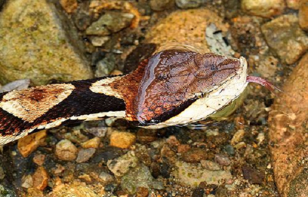 Chúng thường chậm chạp, khi gặp người thường lẩn tránh. Thức ăn là thú nhỏ (chuột), chim hoặc bò sát. Rắn đẻ khoảng 20 - 26 trứng.