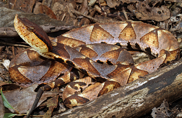 Một hàng đốm đen lớn kéo dài dọc theo mỗi bên gần bụng. Lưng và đỉnh đầu có màu đen đồng nhất, có một vệt đen từ mắt đến khóe miệng. Rắn lục mũi hếch có đầu lớn, hình tam giác, có mõm hếch.