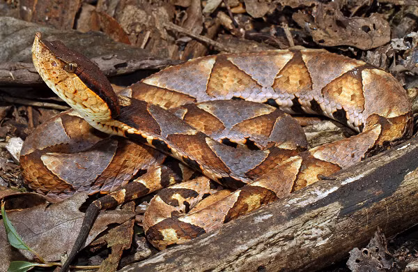Một hàng đốm đen lớn kéo dài dọc theo mỗi bên gần bụng. Lưng và đỉnh đầu có màu đen đồng nhất, có một vệt đen từ mắt đến khóe miệng. Rắn lục mũi hếch có đầu lớn, hình tam giác, có mõm hếch.