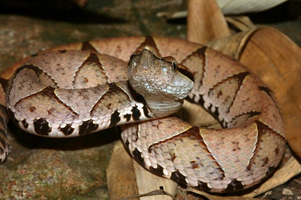 Theo Sách đỏ Việt Nam, loài rắn này còn lại rất ít do thiếu nơi sống thích hợp. Mức độ đe dọa: bậc R. Được đề nghị biện pháp bảo vệ: cấm săn bắt, cần bảo vệ vùng sinh cảnh có loài này phân bố và tổ chức nuôi.