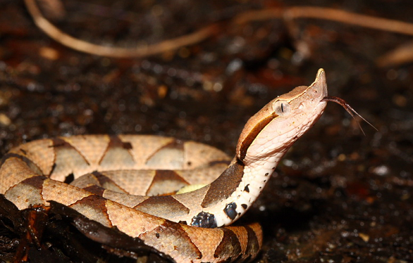 Không băng ép khi rắn lục cắn vì có thể làm vết thương nặng thêm. Có thể chích nặn rửa vết cắn dưới vòi nước sạch với xà phòng rồi sát trùng. Nếu bệnh nhân khó thở thì hô hấp nhân tạo.