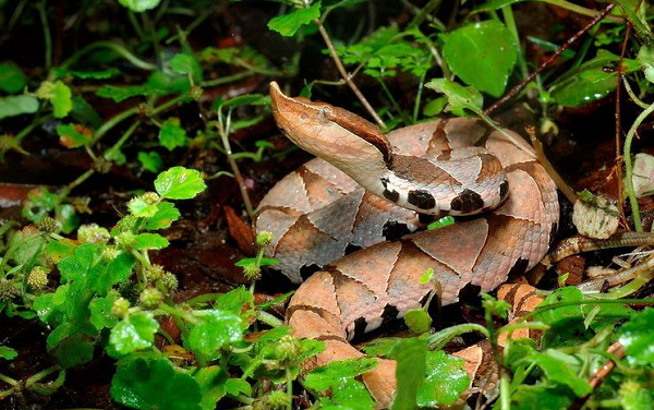 Nọc độc của rắn lục mũi hếch là một loại độc tố mạnh, có thể làm vỡ các tế bào máu. Những con rắn lục lớn sẽ có đủ lượng nọc độc để giết chết người.