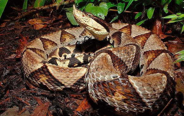 Loài rắn này có màu nâu nhạt hoặc nâu xám ở mặt lưng, với một loạt các hình tam giác màu nâu sẫm ở mỗi bên. Hai góc nhọn của hai tam giác đối diện gặp nhau ở đường sống lưng, tạo thành một loạt khoảng 20 vết màu nâu nhạt, hình vuông ở mặt sau.