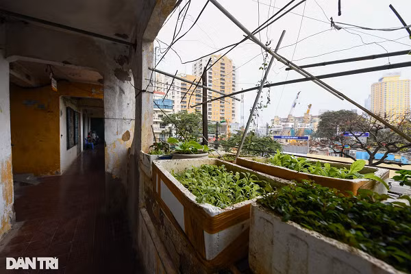 Ban công phía ngoài hành lang còn được người dân tận dụng cơi nới để trồng rau, nhà bếp...
