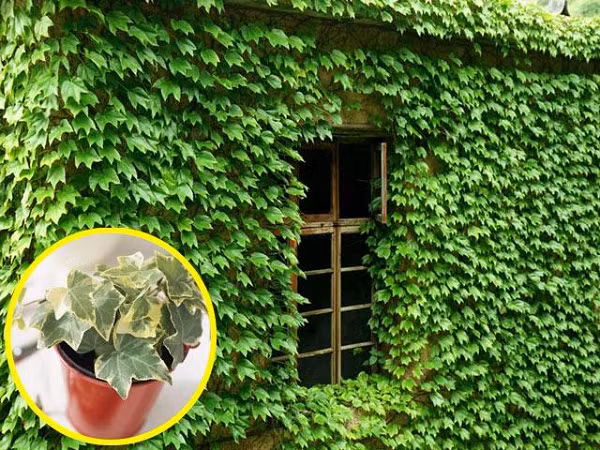 Thường xuân là cây dây leo không chỉ đẹp, có tác dụng trang trí mà cây này còn có tác dụng thanh lọc không khí tự nhiên. Bên cạnh đó, đây là loại cây còn rất tốt cho phong thủy, có thể mang lại may mắn và bình an cho gia chủ.