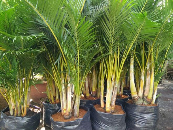 Cây cau cảnh hoặc dừa cảnh giúp tăng cường dương khí, giảm âm khí mang đến may mắn, giúp công việc làm ăn của gia chủ thêm thuận lợi, thuận buồm xuôi gió, phát tài lộc.