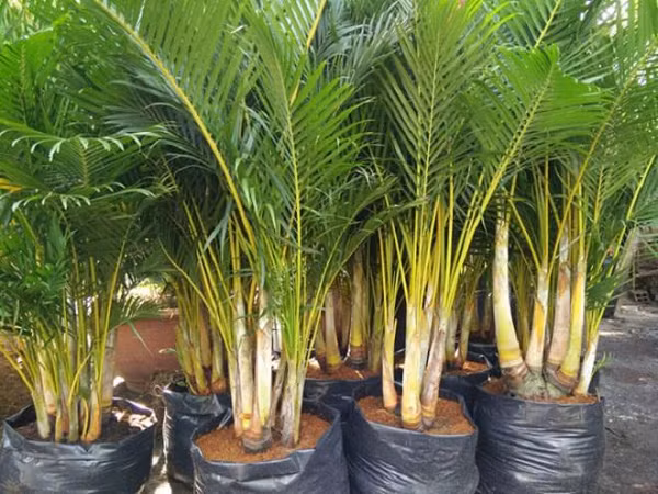 Cây cau cảnh hoặc dừa cảnh giúp tăng cường dương khí, giảm âm khí mang đến may mắn, giúp công việc làm ăn của gia chủ thêm thuận lợi, thuận buồm xuôi gió, phát tài lộc.