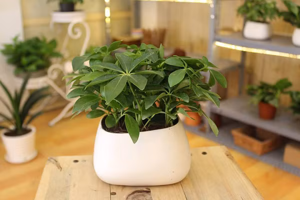 Ngũ gia bì là cây có ý nghĩa trường thọ may mắn, lại có tác dụng rất tốt trong y học, trồng ngũ gia bì hấp thụ nhiều khí độc, xua đuổi muỗi nên ngũ gia bì trồng trước nhà rất phù hợp.