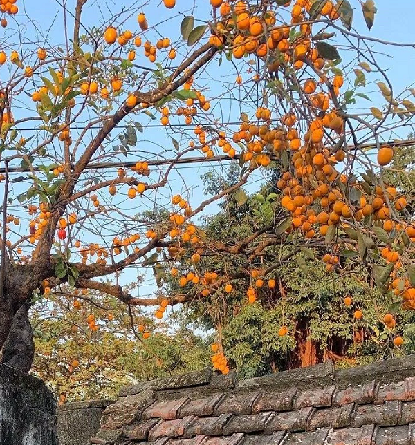 Cổ nhân xưa đã đúc kết ra một kinh nghiệm: "phía Đông trồng lựu hốt vàng, phía Tây trồng hồng hốt bạc". Ngụ ý là nếu lựa chọn trồng hai loại cây này thì nên trồng cây lựu ở phía Đông và cây hồng ở phía Tây của gia đình thì sẽ đem lại nhiều vàng bạc.