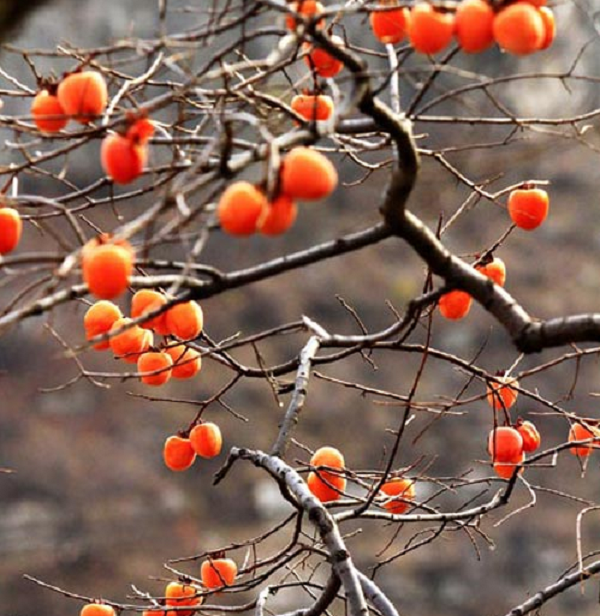 Ngoài ra, khi trồng hồng ở hướng Tây của ngôi nhà, thì vào mùa đông nó sẽ không ảnh hưởng đến ánh sáng vào nhà và cũng tạo bóng mát vào mùa hè.