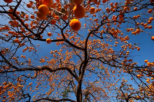 Không thể chứng minh được những loại cây này sẽ đem lại sự giàu có, nhưng nó cũng thể hiện được những mong ước về cuộc sống tốt đẹp của người xưa. Chúng cũng được coi là một nét văn hóa độc đáo!