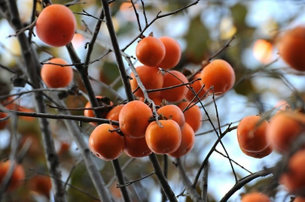 Họ hỏi một ông lão ở đó, ông nói rằng: "Núi này gọi là Thất Sơn, trên núi có một loại hồng quý hiếm. Hồng ở đây có bảy đặc tính: Một là trường thọ, hai là bóng râm, ba là chim không làm tổ, bốn là không có côn trùng, năm là có thể thưởng ngoạn, sáu là trĩu quả, bảy là có cành lá sum suê."