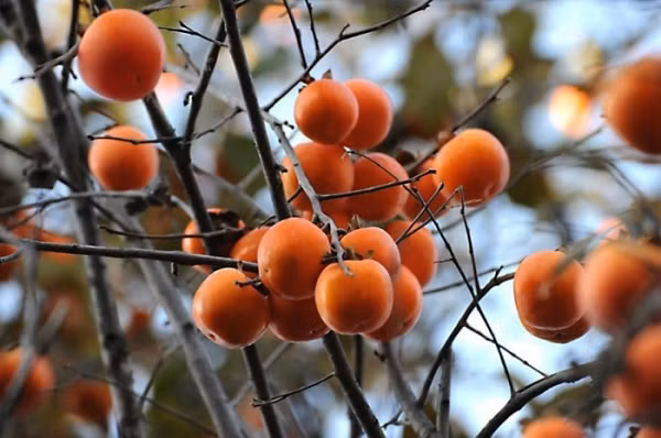 Họ hỏi một ông lão ở đó, ông nói rằng: "Núi này gọi là Thất Sơn, trên núi có một loại hồng quý hiếm. Hồng ở đây có bảy đặc tính: Một là trường thọ, hai là bóng râm, ba là chim không làm tổ, bốn là không có côn trùng, năm là có thể thưởng ngoạn, sáu là trĩu quả, bảy là có cành lá sum suê."