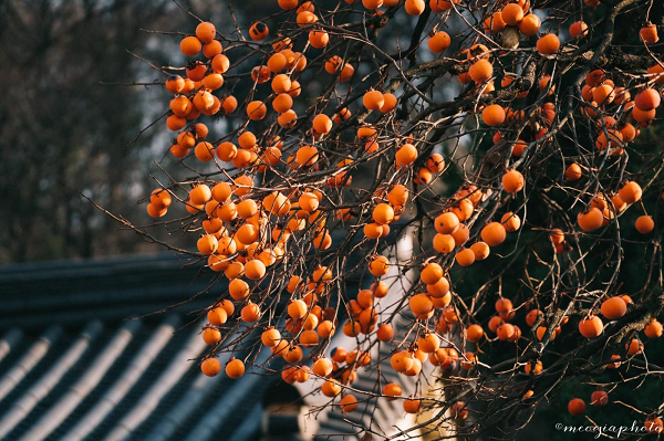 Cây hồng được xem là loại cây kinh tế. Bởi vì, cây hồng vốn là loài cây có độ tăng trưởng mạnh mẽ, cây có thân gỗ, tuổi thọ rất cao. Mọi người đều có thể bắt gặp những cây hồng có tuổi thọ hàng trăm năm.