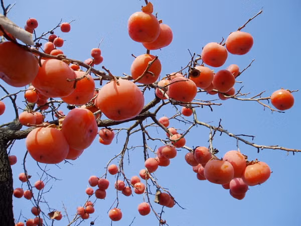 Khi chín, quả hồng có màu đỏ cam. Người ta nói "mỗi mùa thu đến, những cơn gió lướt qua, lấp ló trên cành những quả hồng như chiếc đèn lồng tỏa sáng". Mọi người cho rằng những ngày thu này là "ngày vượng", mọi việc may mắn và bình an.