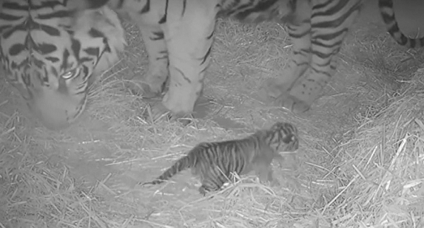 Những người trông coi sở thú theo dõi mẹ con hổ qua camera, không làm phiền để chúng có thời gian gắn kết với nhau. Sở thú London cũng kêu gọi mọi người đưa ra đề xuất về tên cho hổ con mới sinh.