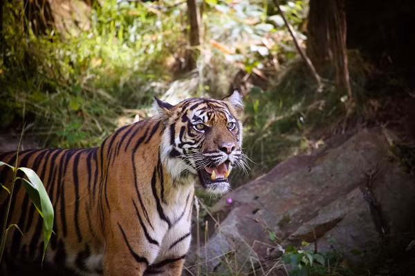 Con đực có chiều dài 2.2-2.55 m từ đầu đến thân và nặng từ 100–140 kg, chiều dài hộp sọ là từ 295–335 mm. Con cái nhỏ hơn, dài từ 215–230 cm và nặng từ 75–110 kg với chiều dài hộp sọ từ 263–294 mm.