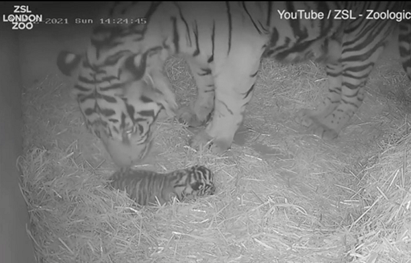 "Chúng tôi biết Gaysha sắp sinh, những tháng mang thai cuối, bụng nó phát triển rất nhanh. Chúng tôi đã chuẩn bị cho nó một cái hang đặc biệt, lấp đầy bằng lớp rơm mềm để cho hai mẹ con được thoải mái hơn", Lucy Reed, người trông nom cho biết.