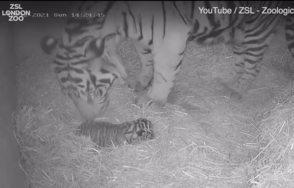 "Chúng tôi biết Gaysha sắp sinh, những tháng mang thai cuối, bụng nó phát triển rất nhanh. Chúng tôi đã chuẩn bị cho nó một cái hang đặc biệt, lấp đầy bằng lớp rơm mềm để cho hai mẹ con được thoải mái hơn", Lucy Reed, người trông nom cho biết.