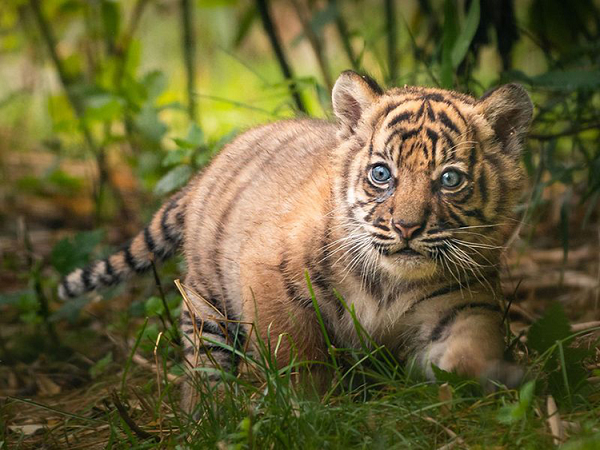 Hổ Sumatra là loài đặc hữu của Indonesia. Quần thể loài ước tính chỉ còn khoảng 400 - 500 cá thể hoang dã, chủ yếu sống trong những khu bảo tồn quốc gia trên đảo Sumatra.