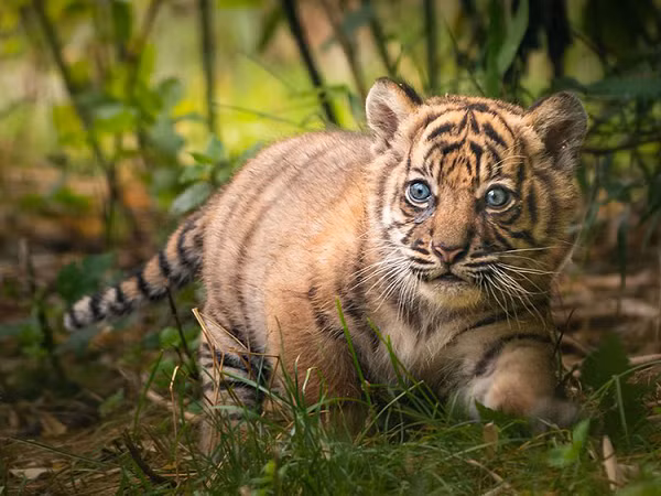 Hổ Sumatra là loài đặc hữu của Indonesia. Quần thể loài ước tính chỉ còn khoảng 400 - 500 cá thể hoang dã, chủ yếu sống trong những khu bảo tồn quốc gia trên đảo Sumatra.