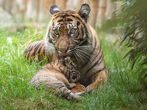 Hổ Sumatra có màu lông sẫm hơn và có sọc rộng hơn hổ Java. Các sọc có xu hướng hòa lẫn vào các điểm gần đầu của chúng, và trên lưng, sườn và chân sau là các đốm nhỏ, tối giữa các sọc thông thường.