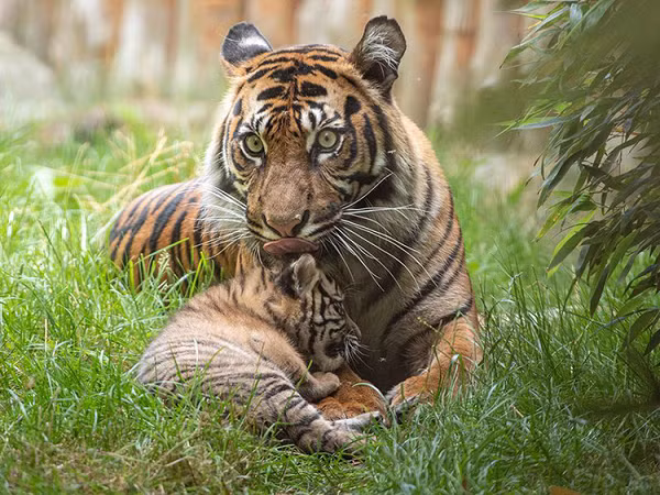 Hổ Sumatra có màu lông sẫm hơn và có sọc rộng hơn hổ Java. Các sọc có xu hướng hòa lẫn vào các điểm gần đầu của chúng, và trên lưng, sườn và chân sau là các đốm nhỏ, tối giữa các sọc thông thường.