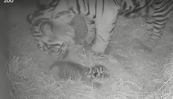 Gaysha có cách chăm sóc con khá tuyệt vời, nó theo dõi con khi con nhỏ chưa thế đứng dậy được, đến khi hổ con có thể bước đi, nó dành liền tránh đi để con có không gian rộng rãi. Chỉ sau vài giờ, con hổ con đã quyết tâm bước những bước đầu tiên loạng choạng trên lớp rơm mềm trong hang.