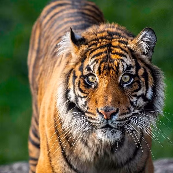 Chúng hiện được phân loại là cực kỳ nguy cấp trong Sách Đỏ của Liên minh Bảo tồn Thiên nhiên Quốc tế. Hổ Sumatra có kích thước nhỏ nhất trong các loài hổ, cơ thể của chúng chỉ nhỉnh hơn một con báo hoa mai.