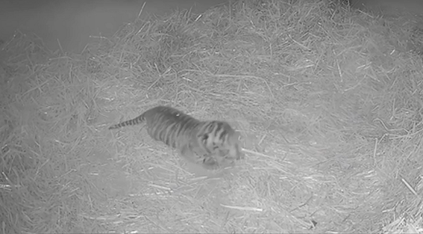 Khách đến thăm sở thú vẫn có ghé thăm khu chuồng của hổ Asim, bố của hổ con mới chào đời và xem video về cặp hổ mẹ con Gaysha. Được biết, đây là hi vọng trong chương trình nhân giống toàn cầu hổ Sumatra.