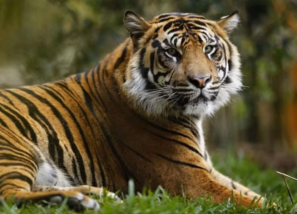 Tần số của các sọc cao hơn so với các phân loài khác. Con đực có túm lông quanh cổ nổi bật, một chi tiết đặc biệt ở hổ Sumatra. Hổ Sumatra rất thích những khu rừng hoang, rừng có độ che phủ dày đặc và độ dốc cao, đặc biệt chúng luôn tránh các khu vực rừng có ảnh hưởng của con người.