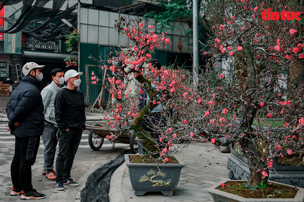 Một cây đào Mộc Châu cao hơn 2 m, có giá 10 triệu đồng, rẻ hơn nhiều so với các năm trước.