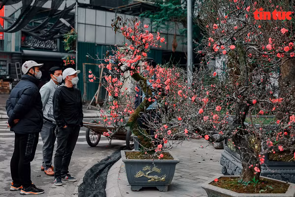 Một cây đào Mộc Châu cao hơn 2 m, có giá 10 triệu đồng, rẻ hơn nhiều so với các năm trước.