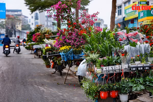 So với các chợ hoa khác thì chợ hoa Hoàng Hoa Thám có đầy đủ các loại hoa được nhập khẩu từ nhiều nước, nên thu hút người mua đông hơn.