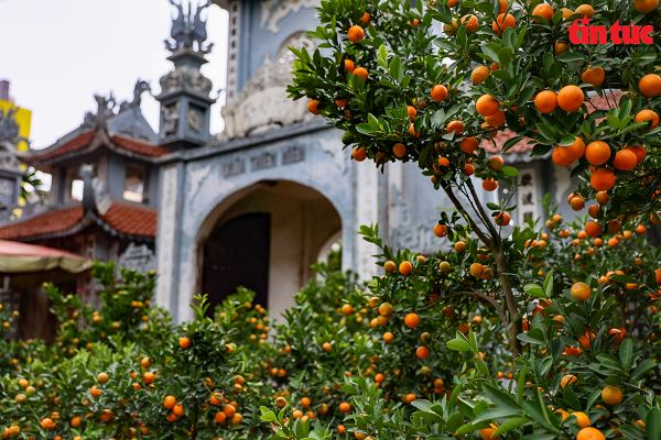 Những cây quất Tứ Liên trĩu quả vàng ươm nhìn bắt mắt.