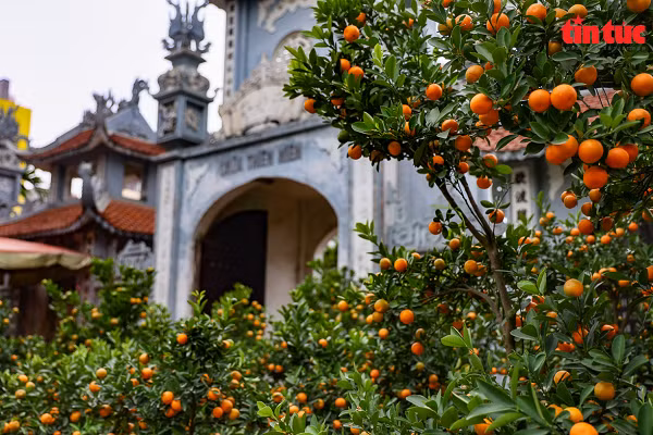 Những cây quất Tứ Liên trĩu quả vàng ươm nhìn bắt mắt.