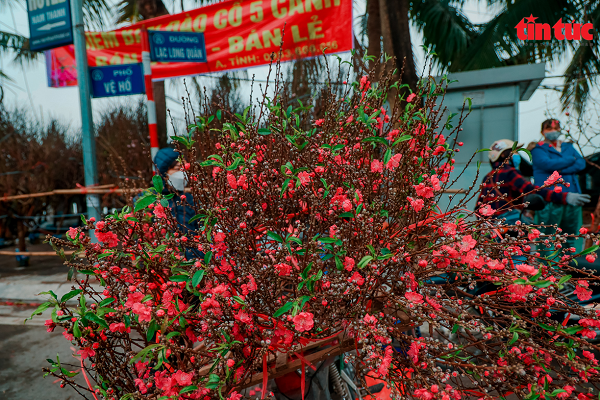 Hoa đào năm nay giá rẻ hơn mọi năm do dịch COVID-19 và thời tiết thuận lợi khiến hoa đã nở sớm.