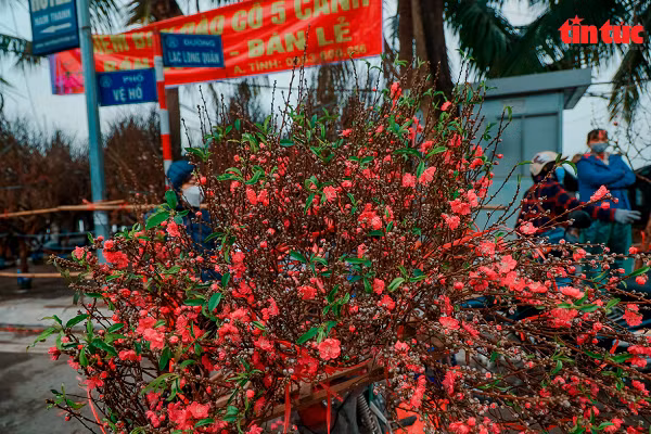Hoa đào năm nay giá rẻ hơn mọi năm do dịch COVID-19 và thời tiết thuận lợi khiến hoa đã nở sớm.