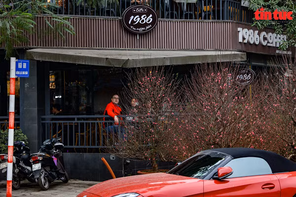 Vỉa hè một quán cafe trên đường Lạc Long Quân được tận dụng để bày bán cây cảnh chơi Tết.