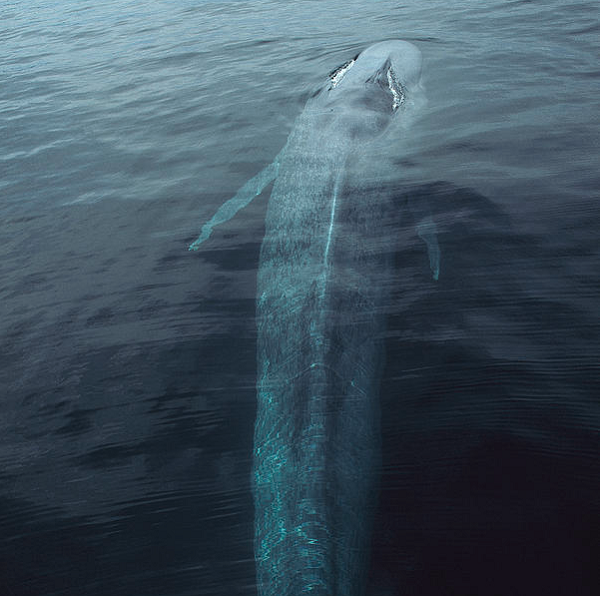 Cá voi xanh trông có màu xanh lam thực sự dưới nước, nhưng trên bề mặt nước, chúng có màu xanh xám lốm đốm nhiều hơn. Phần dưới của chúng có màu hơi vàng do hàng triệu vi sinh vật cư trú trong da của chúng.