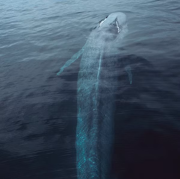 Cá voi xanh trông có màu xanh lam thực sự dưới nước, nhưng trên bề mặt nước, chúng có màu xanh xám lốm đốm nhiều hơn. Phần dưới của chúng có màu hơi vàng do hàng triệu vi sinh vật cư trú trong da của chúng.