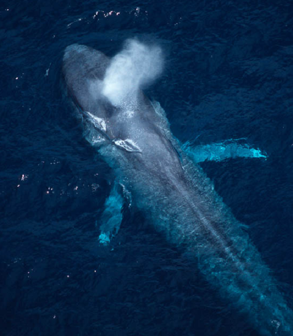 Những con vật khổng lồ này kiếm ăn bằng cách nuốt một ngụm nước khổng lồ, mở rộng lớp da xếp nếp ở cổ họng và bụng của chúng để lấy nó vào.