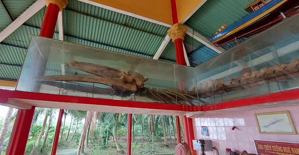 Theo thông tin tại Lăng Ông Thủy tướng Ngự Nam Hải, “Ông” có tên khoa học là Balaenoptera musculus, thân dài 6,9m, vòng tròn 2,6m, đuôi 1,9m, miệng 1,5m, nặng tới 2.230kg. Ông chết khoảng 11h ngày 18/6/2006, tức ngày 23/5 năm Bính Tuất.